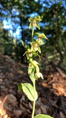 Epipactis persica