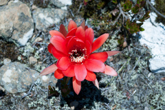Echinopsis calorubra