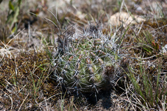 Echinopsis calorubra
