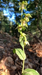Epipactis persica