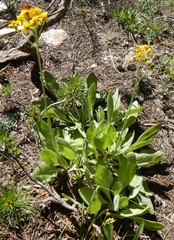 Senecio integerrimus