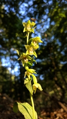 Epipactis persica