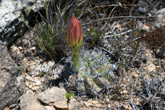 Echinopsis calorubra