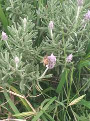 Apis mellifera