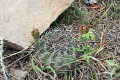Echinopsis calorubra