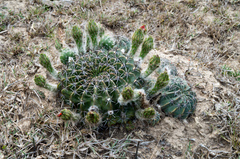 Echinopsis calorubra