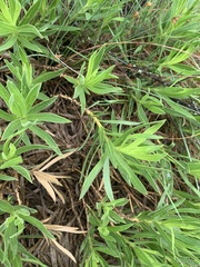 Osteospermum striatum