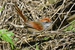 Synallaxis ruficapilla
