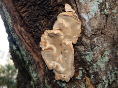 Fomitopsis palustris