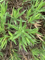 Osteospermum striatum