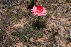 Echinopsis calorubra