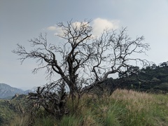 Comarostaphylis glaucescens