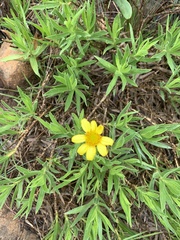 Osteospermum striatum