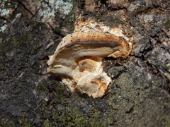 Fomitopsis palustris