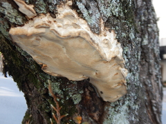 Fomitopsis palustris