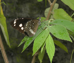 Euploea core haworthi