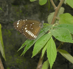 Euploea core haworthi