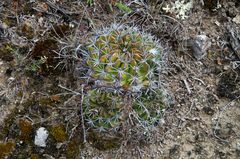 Echinopsis calorubra