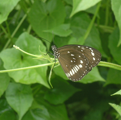 Euploea core haworthi
