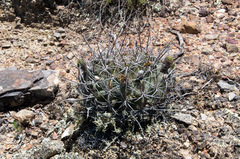Echinopsis calorubra