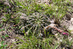 Echinopsis calorubra