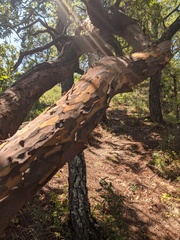 Comarostaphylis glaucescens