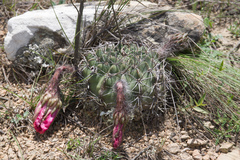 Echinopsis calorubra