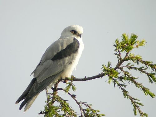 White-tailed Kite, photo 8 of 10