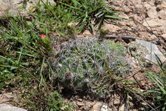 Echinopsis calorubra