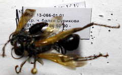 Prionyx subfuscatus
