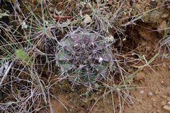 Echinopsis calorubra