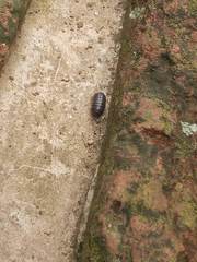 Armadillidium vulgare