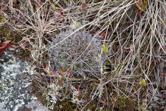 Echinopsis calorubra