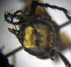 Prionyx subfuscatus