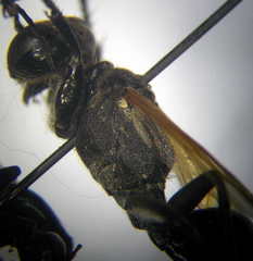 Prionyx subfuscatus
