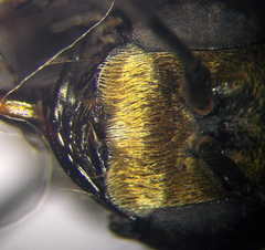 Prionyx subfuscatus