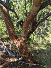 Comarostaphylis glaucescens