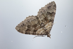 Xanthorhoe rupicola