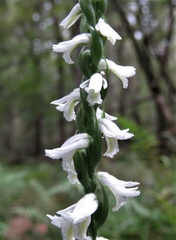 Image of Spiranthes triloba
