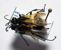 Prionyx subfuscatus