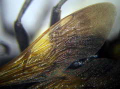 Prionyx subfuscatus