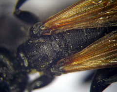 Prionyx subfuscatus