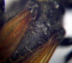 Prionyx subfuscatus