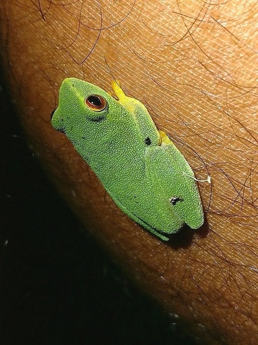 Jayaram's Bushfrog, Raorchestes jayarami