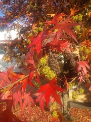 Liquidambar styraciflua