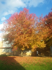 Liquidambar styraciflua