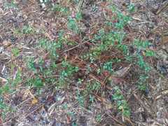 Vaccinium myrsinites