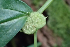 Elatostema cyrtandrifolium
