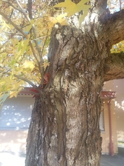 Liquidambar styraciflua