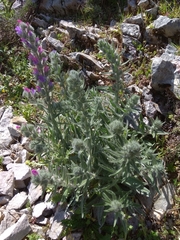 Echium albicans